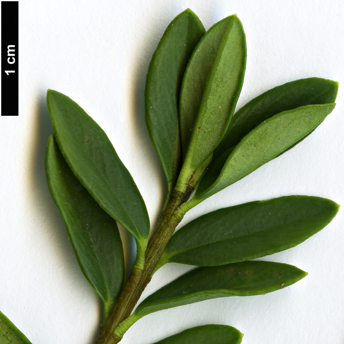 High resolution image: Family: Thymelaeaceae - Genus: Daphne - Taxon: calcicola - SpeciesSub: 'Napa Hai'